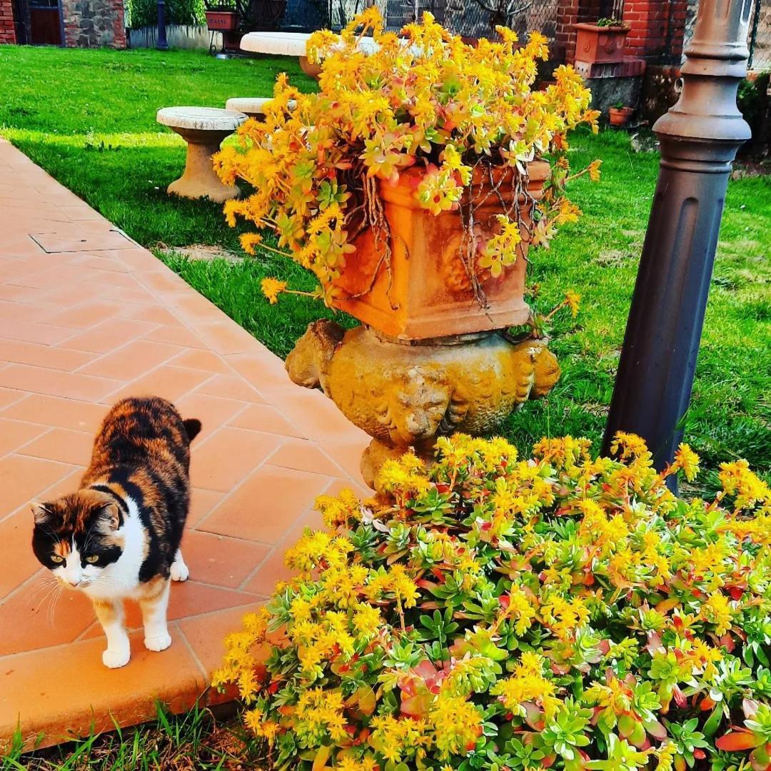 Il Casale Di Lucullo Villa Lucignano Ngoại thất bức ảnh
